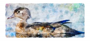 Duck in Lake